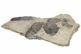 Plate Of Large Parahomalonotus Trilobites - Foum Zguid, Morocco #171025-8